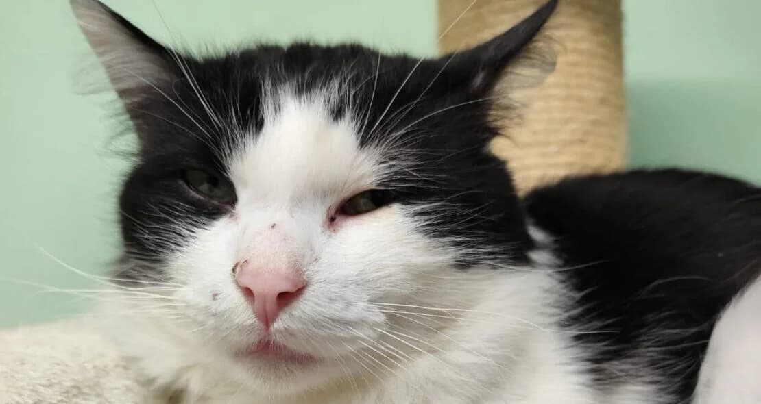 Emil, male mixed breed for adoption at Verein der Katzenfreunde e.V.