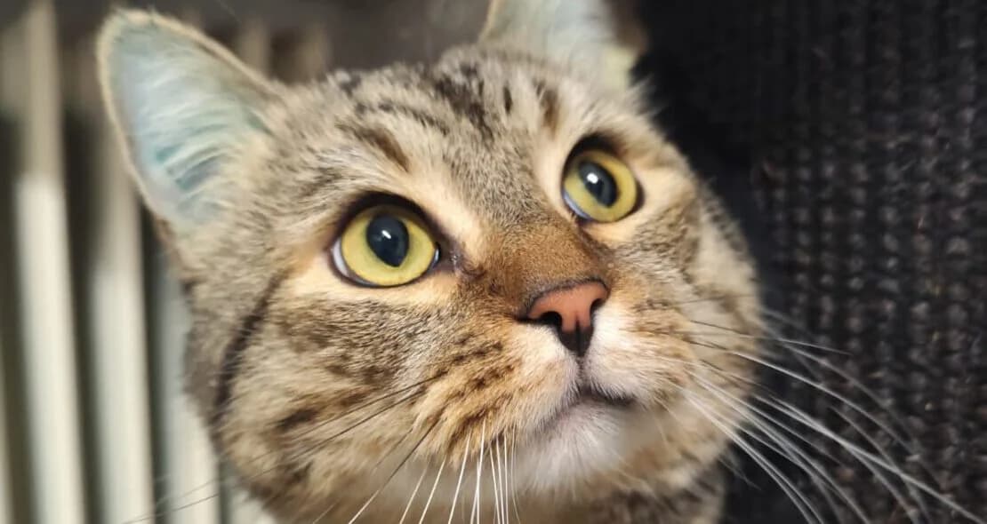 Paul, male British Shorthair for adoption at Verein der Katzenfreunde e.V.