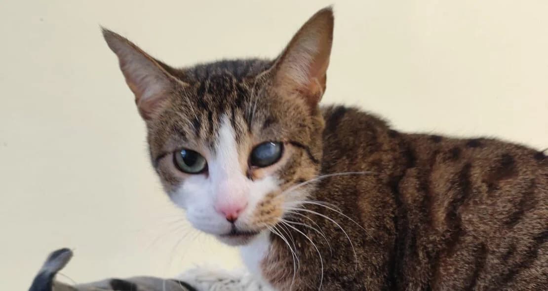 Hörnchen, female 3yo European Shorthair for adoption at Verein der Katzenfreunde e.V., St. Ingbert