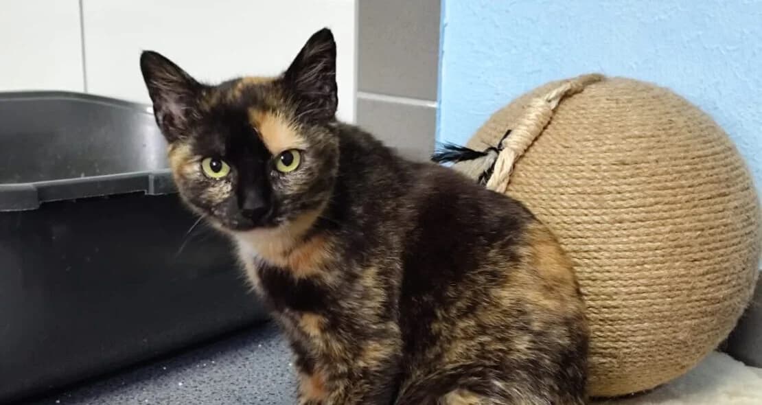 Arya, female young European Shorthair for adoption at Verein der Katzenfreunde e.V., St. Ingbert