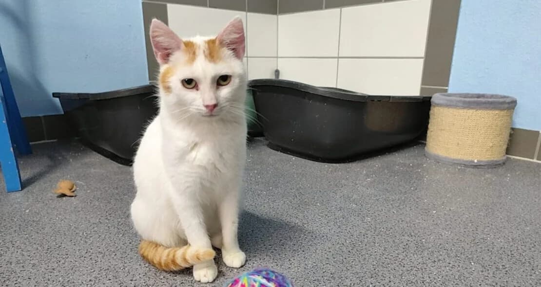 Sam, male young European Shorthair for adoption at Verein der Katzenfreunde e.V., St. Ingbert