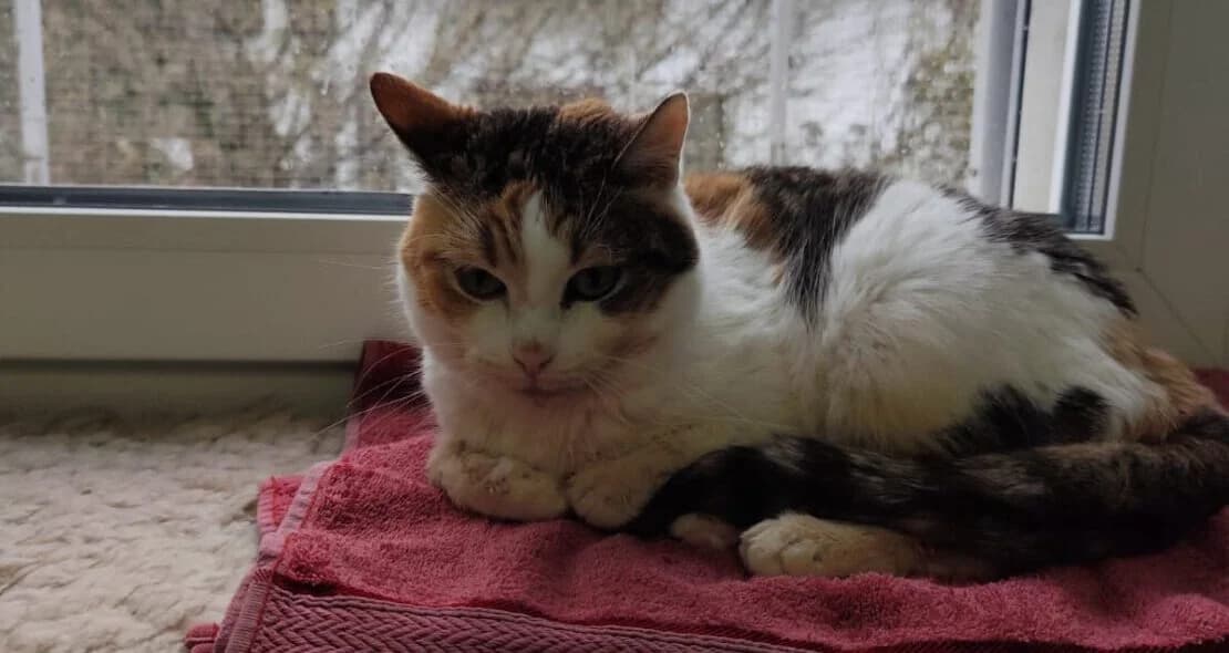 Helena, female European Shorthair for adoption at Verein der Katzenfreunde e.V.