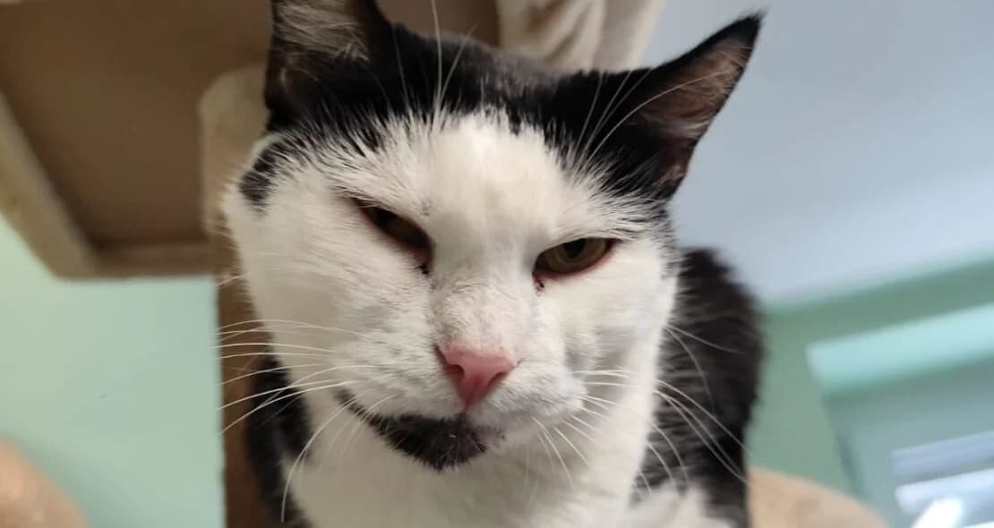 Celeste, schwarz female senior European Shorthair for adoption at Verein der Katzenfreunde e.V., St. Ingbert