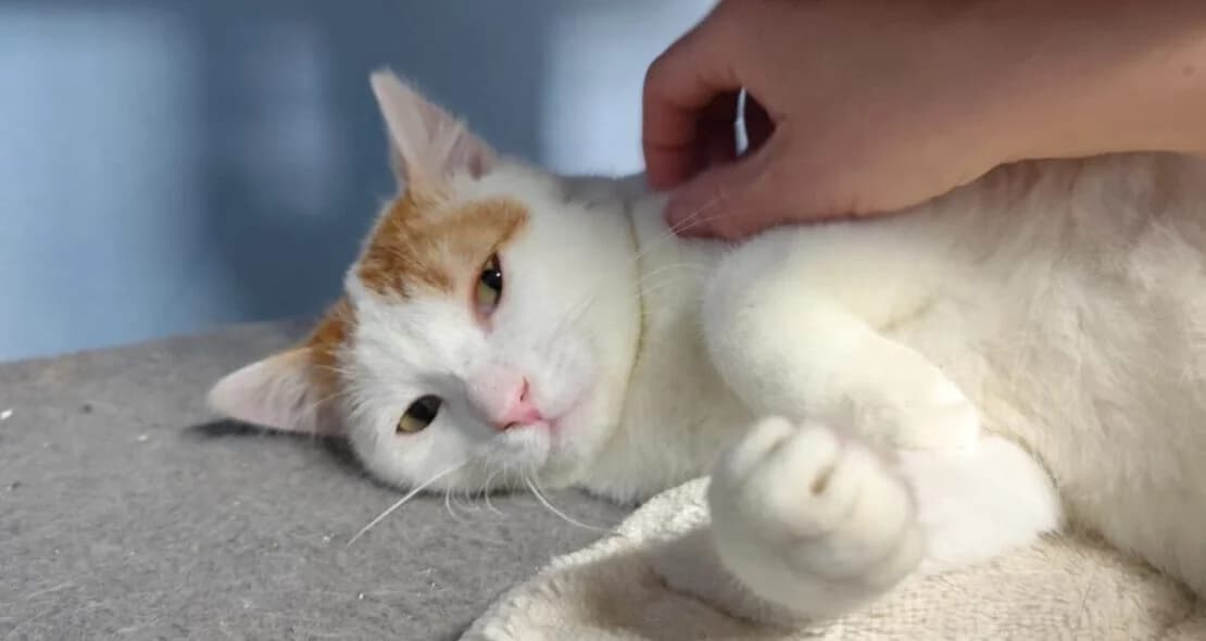 Robb, male European Shorthair for adoption at Verein der Katzenfreunde e.V.