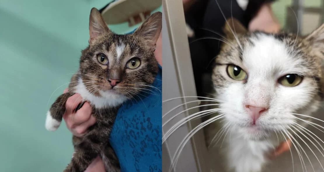 Irmchen und Allie, getigert male senior European Shorthair for adoption at Verein der Katzenfreunde e.V., St. Ingbert
