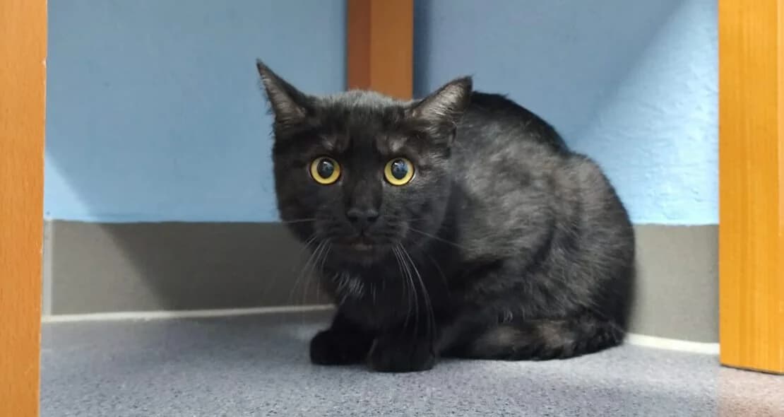 Seppl, male European Shorthair for adoption at Verein der Katzenfreunde e.V.