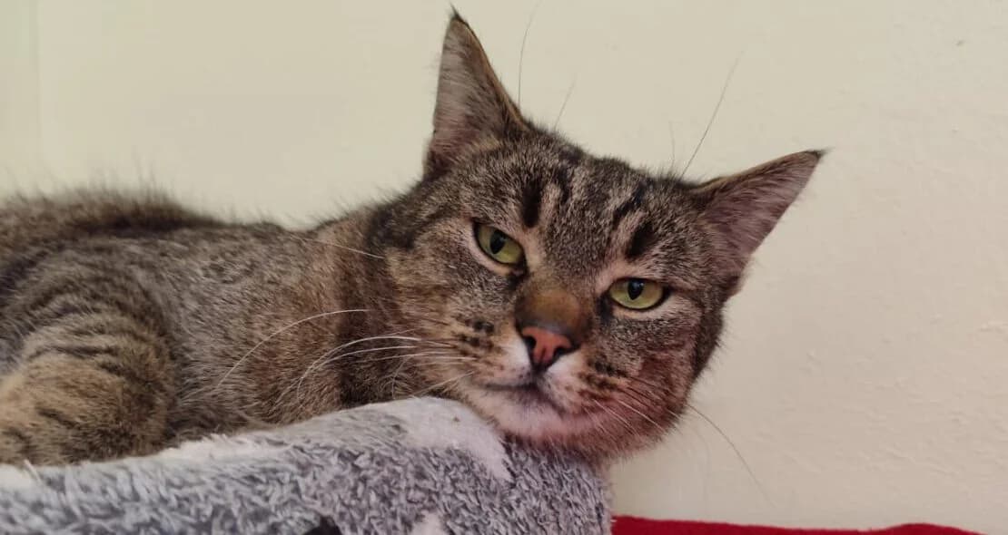 Willy, male 4yo mixed breed for adoption at Verein der Katzenfreunde e.V., St. Ingbert