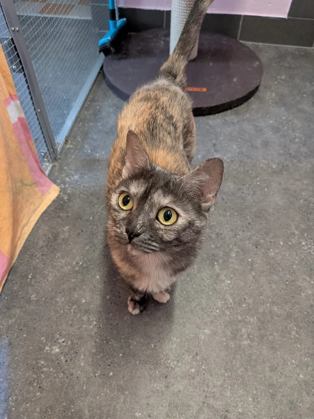 Mona, female 4yo European Shorthair for adoption at Verein der Katzenfreunde e.V., St. Ingbert