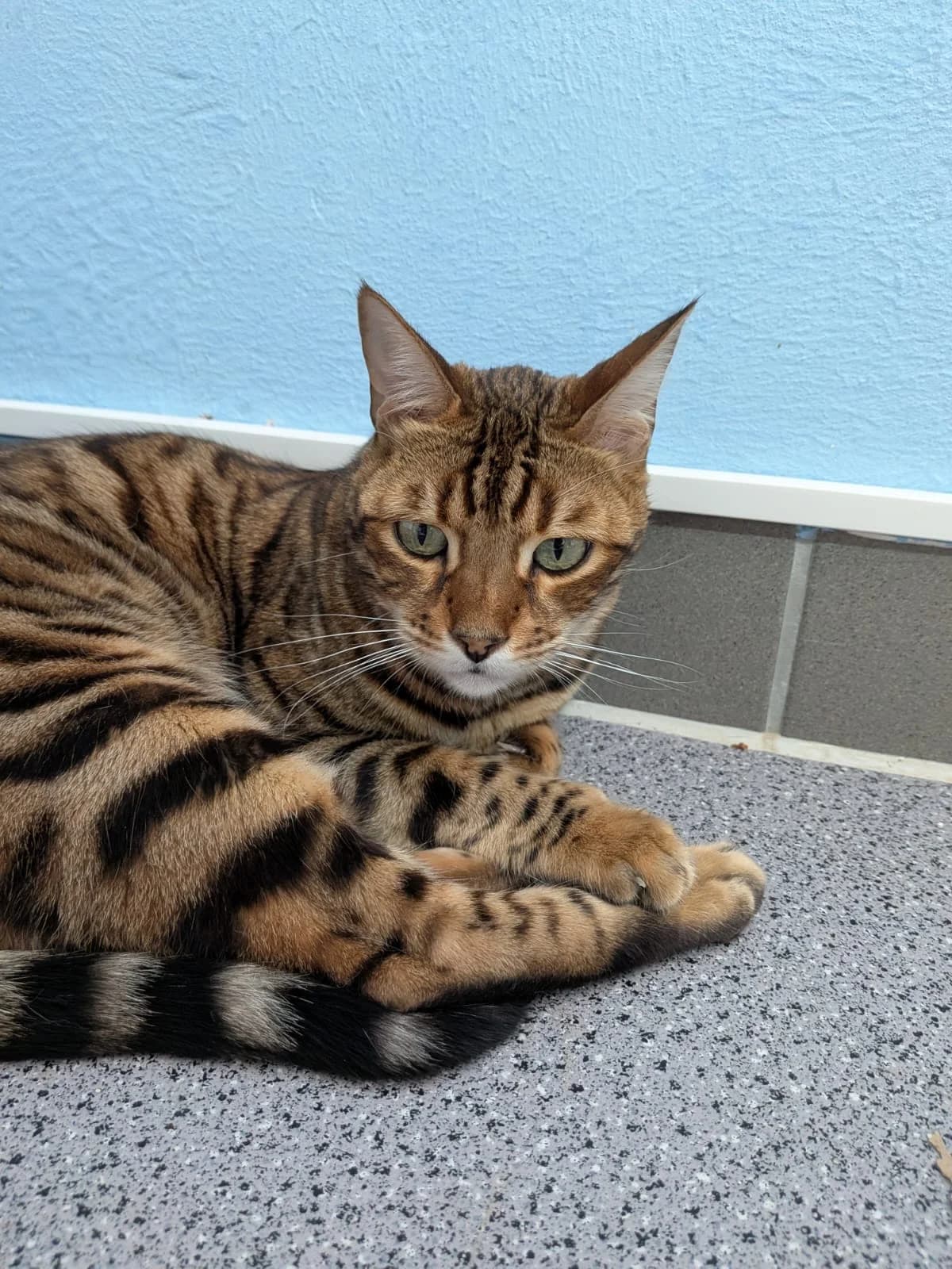 Leo, getupft male Bengal for adoption at Verein der Katzenfreunde e.V., St. Ingbert
