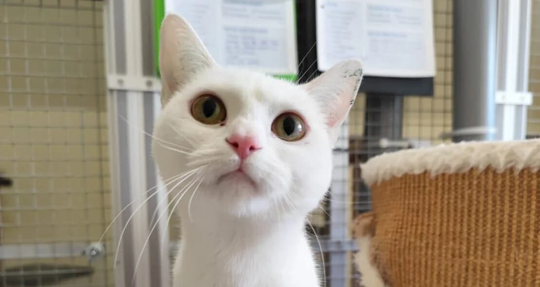 Aurora, female 3yo European Shorthair for adoption at Verein der Katzenfreunde e.V., St. Ingbert
