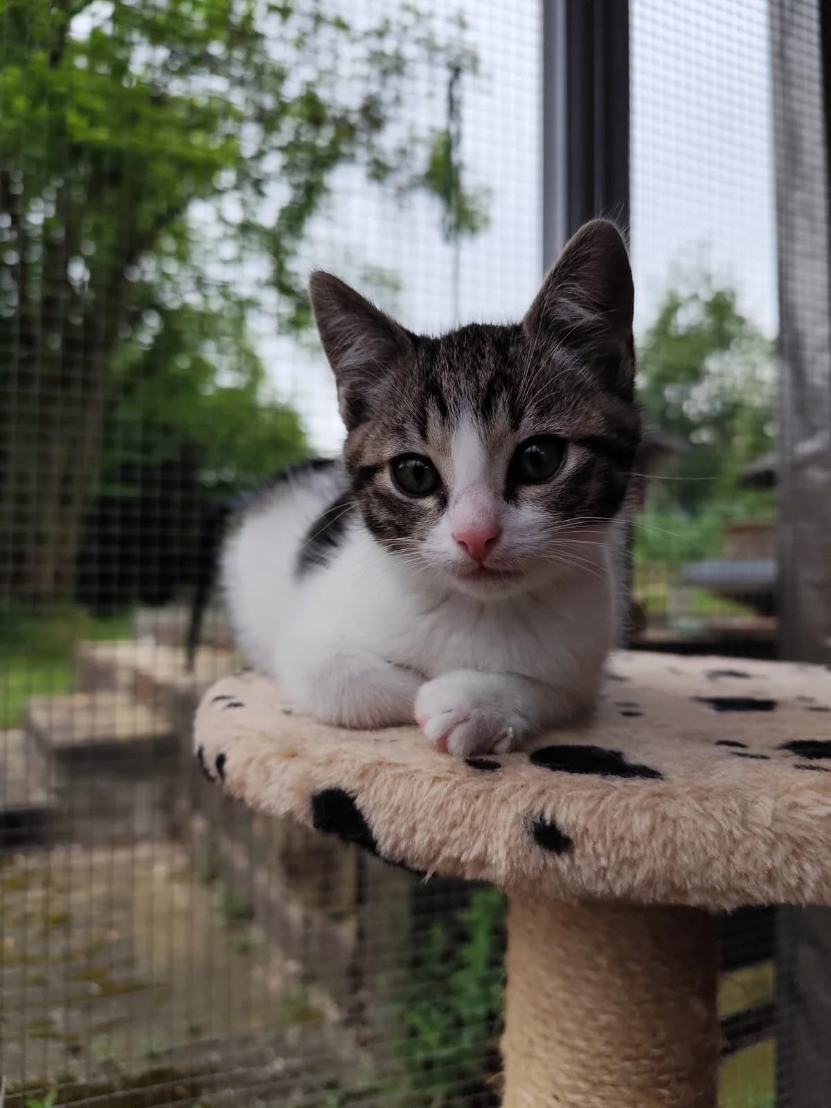 Katzenkinder, male puppy European Shorthair for adoption at Verein der Katzenfreunde e.V., St. Ingbert