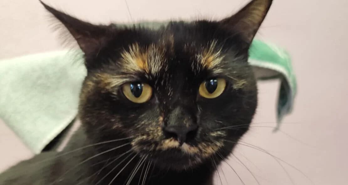 Shangool, female 3yo British Shorthair for adoption at Verein der Katzenfreunde e.V., St. Ingbert