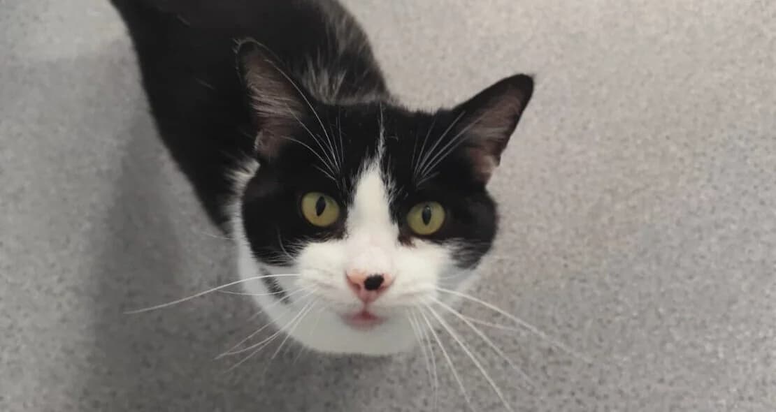 Timmy, schwarz male European Shorthair for adoption at Verein der Katzenfreunde e.V., St. Ingbert