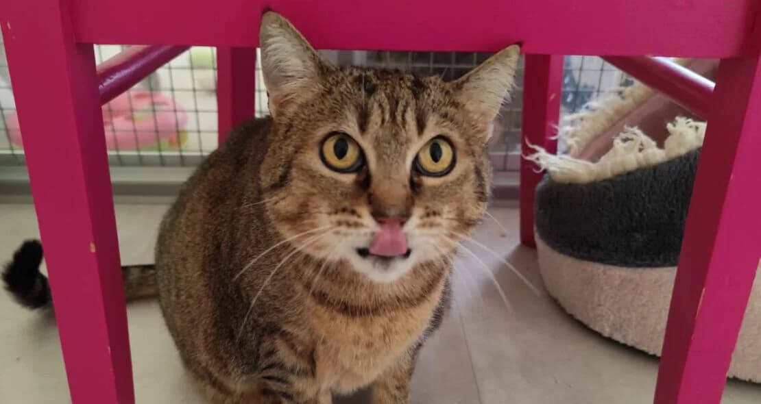 Cakepop, male 4yo European Shorthair for adoption at Verein der Katzenfreunde e.V., St. Ingbert