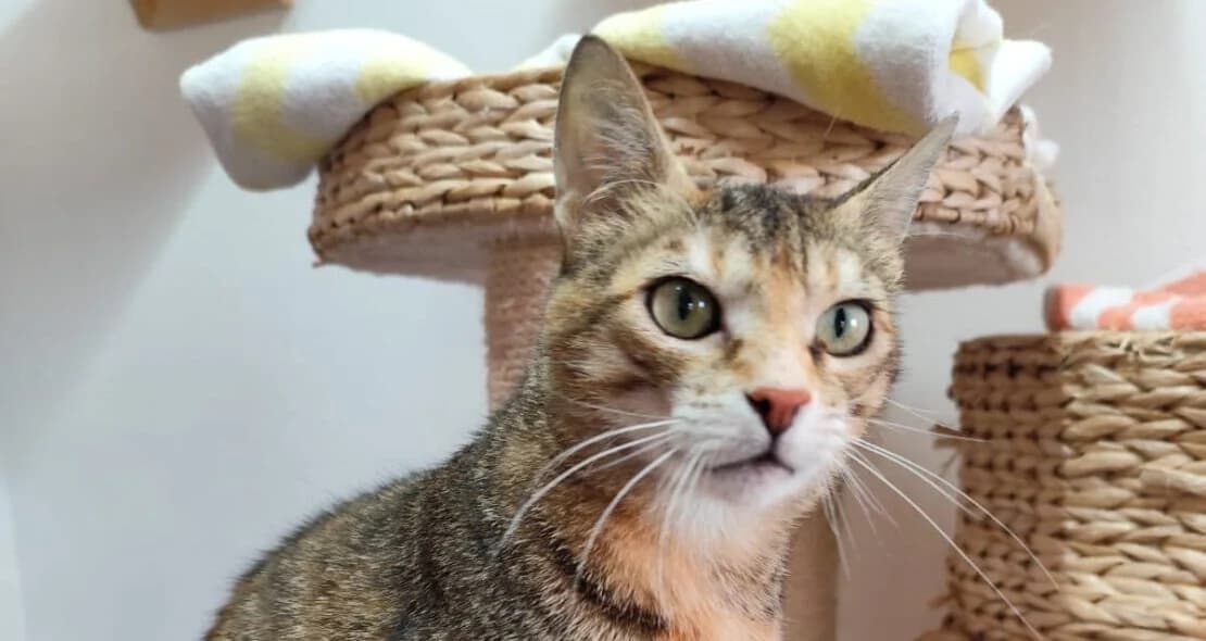 Mila, female 4yo European Shorthair for adoption at Verein der Katzenfreunde e.V., St. Ingbert