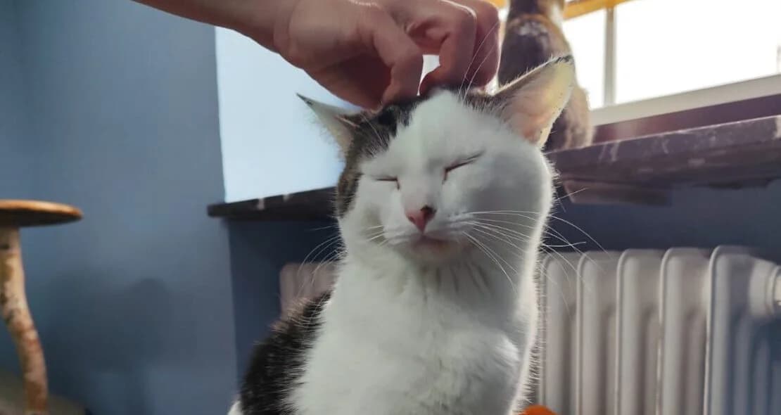 Uno, grau male European Shorthair for adoption at Verein der Katzenfreunde e.V., St. Ingbert