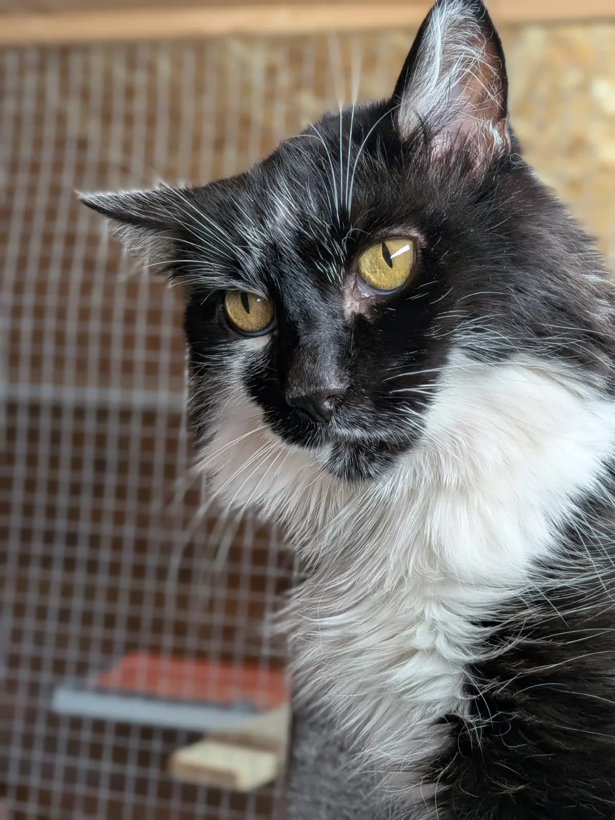 Fredo, schwarz male mixed breed for adoption at Verein der Katzenfreunde e.V., St. Ingbert