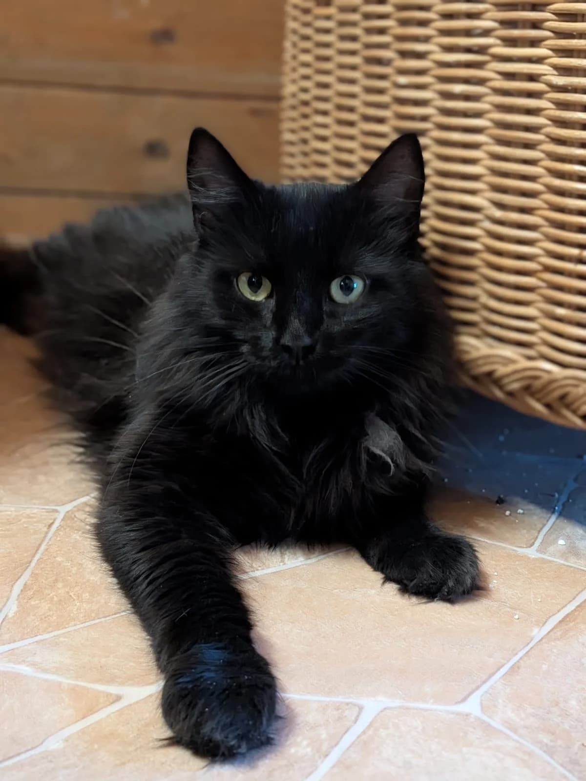 Sia, schwarz female Maine Coon for adoption at Verein der Katzenfreunde e.V., St. Ingbert