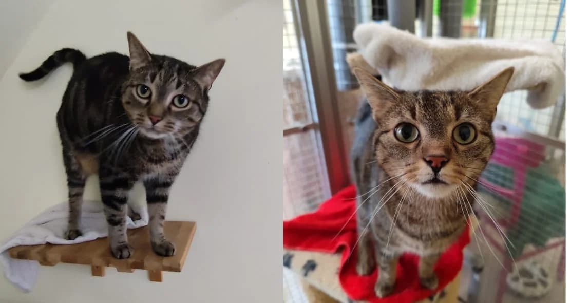 Tom und Jerry, male European Shorthair for adoption at Verein der Katzenfreunde e.V., St. Ingbert