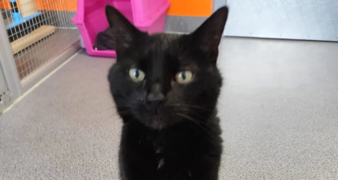 Winston, male European Shorthair for adoption at Verein der Katzenfreunde e.V., St. Ingbert