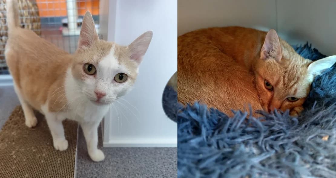 Sissi und Zora (FiV+), rot female European Shorthair for adoption at Verein der Katzenfreunde e.V., St. Ingbert