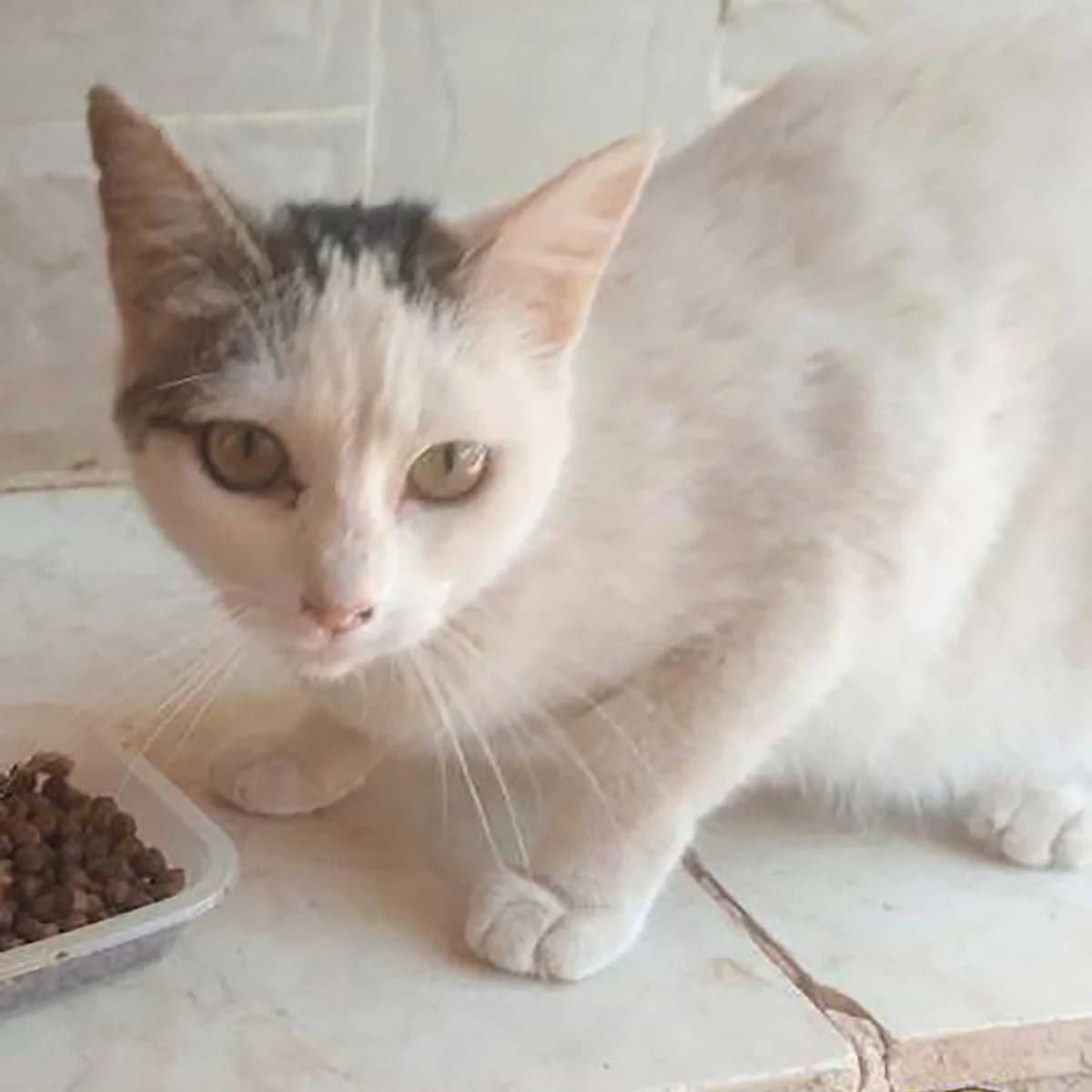 Clara, female European Shorthair for adoption at Verein der Katzenfreunde e.V., St. Ingbert