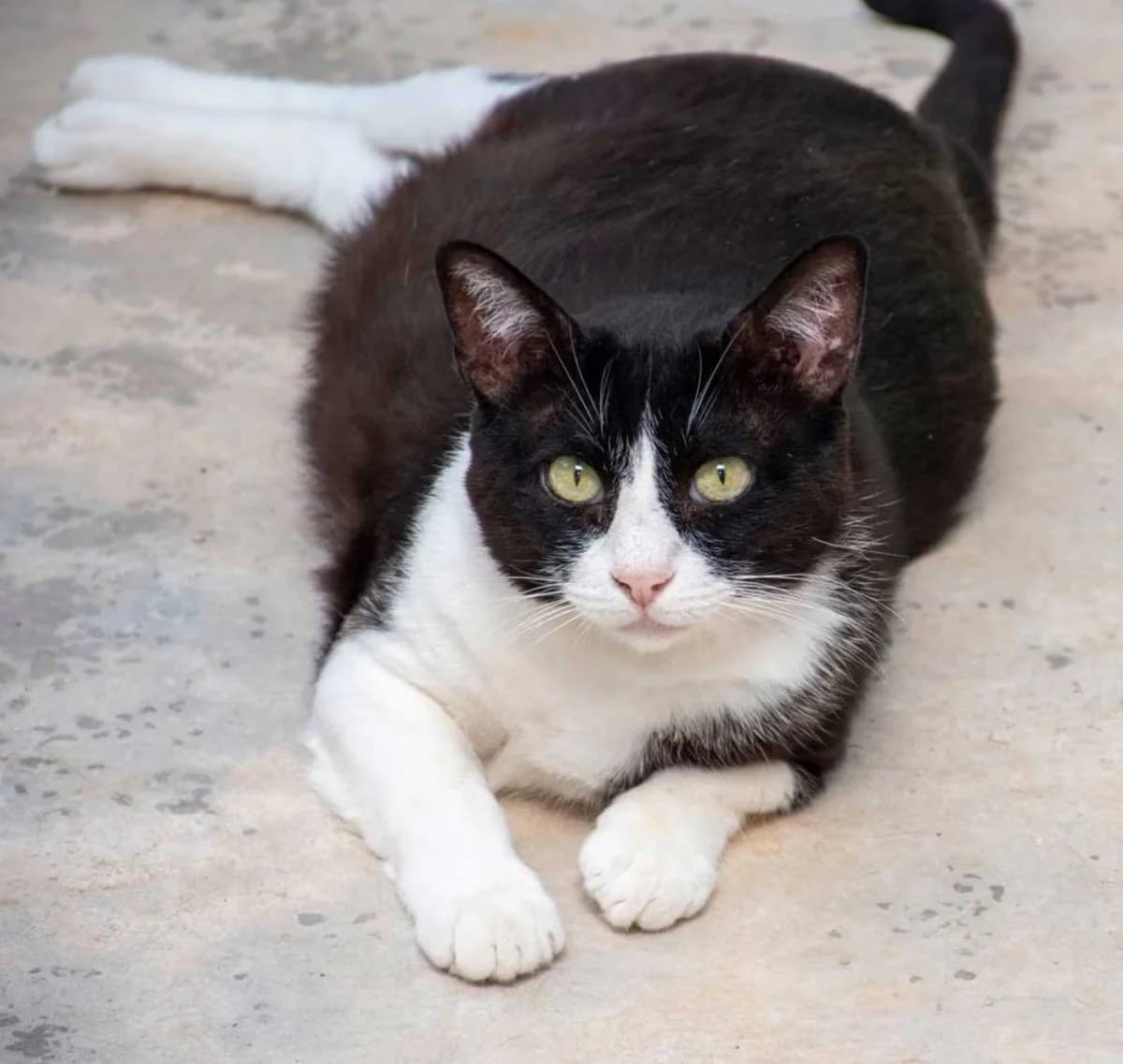 Tifon, male European Shorthair for adoption at Verein der Katzenfreunde e.V., St. Ingbert