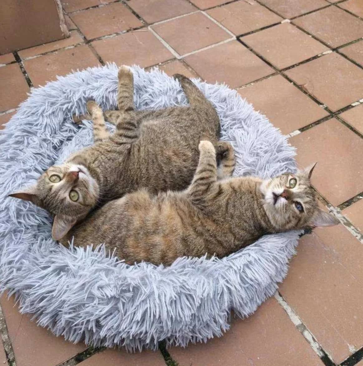 Belinda &, female European Shorthair for adoption at Verein der Katzenfreunde e.V., St. Ingbert