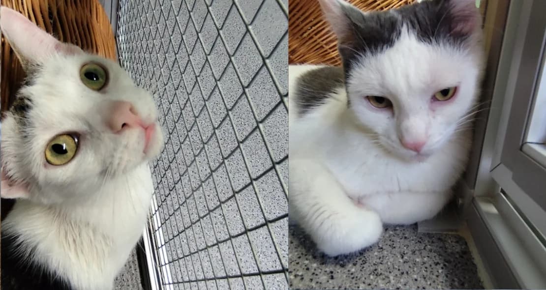 Flecki und Findus, grau male young European Shorthair for adoption at Verein der Katzenfreunde e.V., St. Ingbert