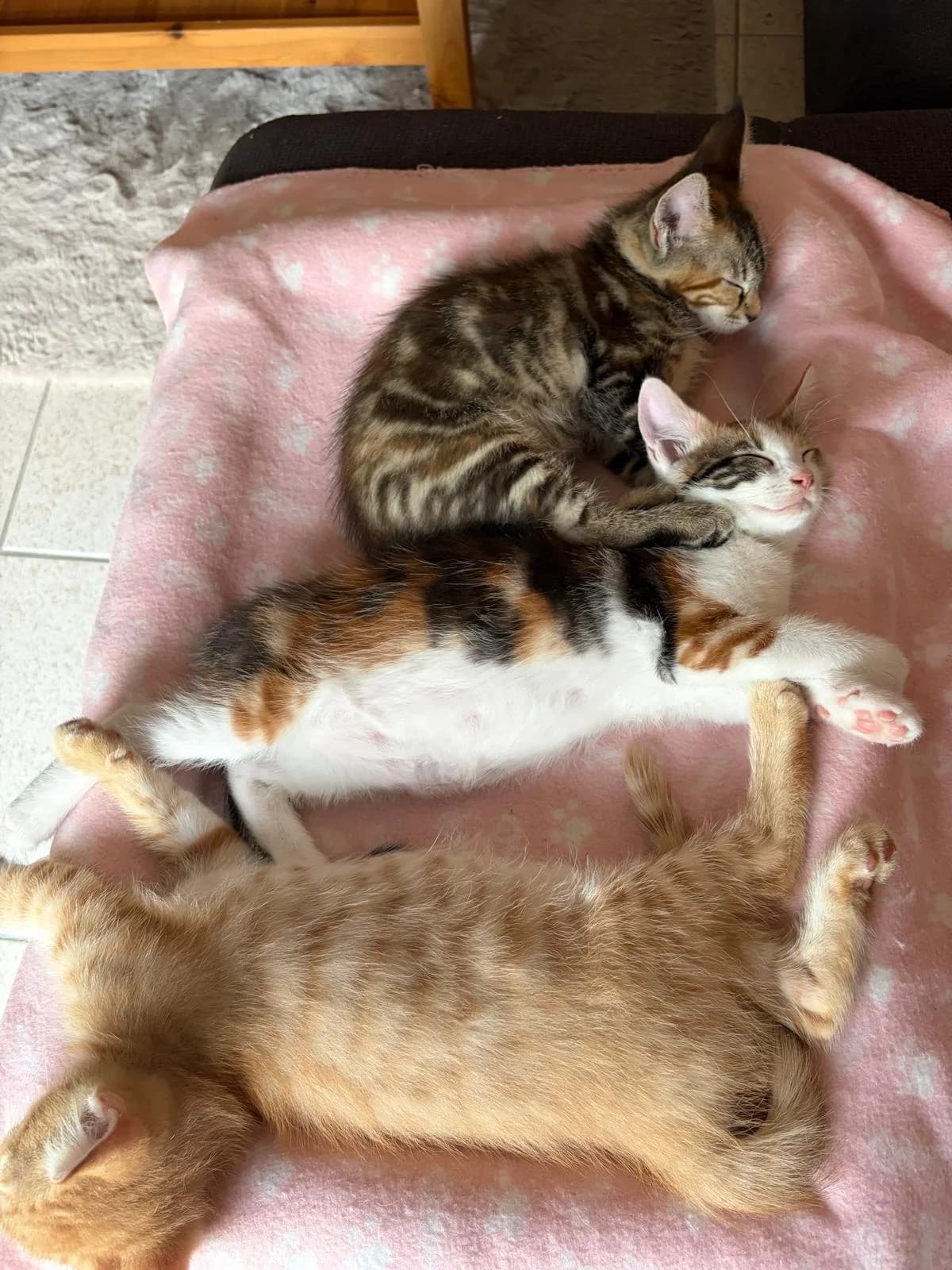 Maine-Coon Familie, female puppy mixed breed for adoption at Verein der Katzenfreunde e.V., St. Ingbert