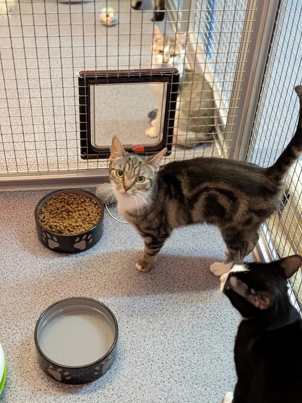 Madonna, Cher und Britney, getigert female puppy European Shorthair for adoption at Verein der Katzenfreunde e.V., St. Ingbert