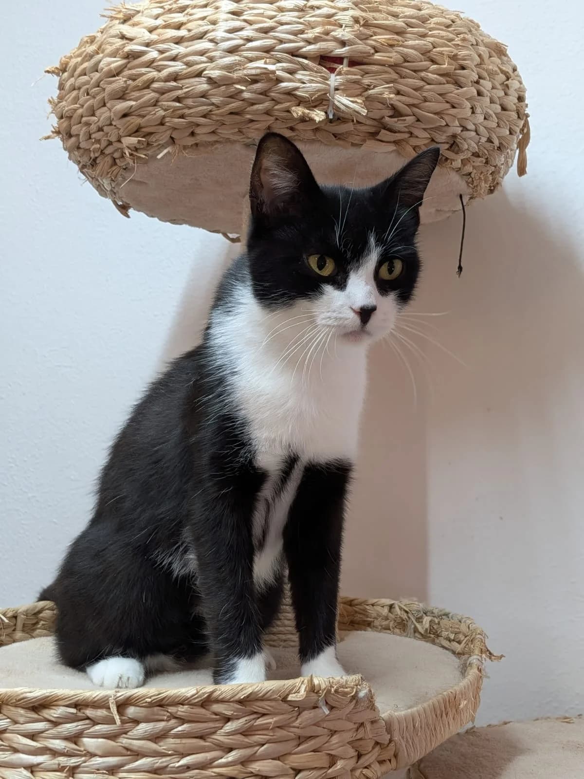 Phoebe (Fibi), schwarz female European Shorthair for adoption at Verein der Katzenfreunde e.V., St. Ingbert
