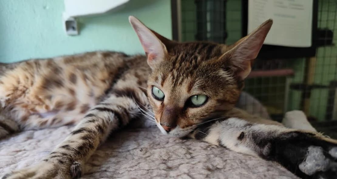 Athena, female Bengal for adoption at Verein der Katzenfreunde e.V., St. Ingbert