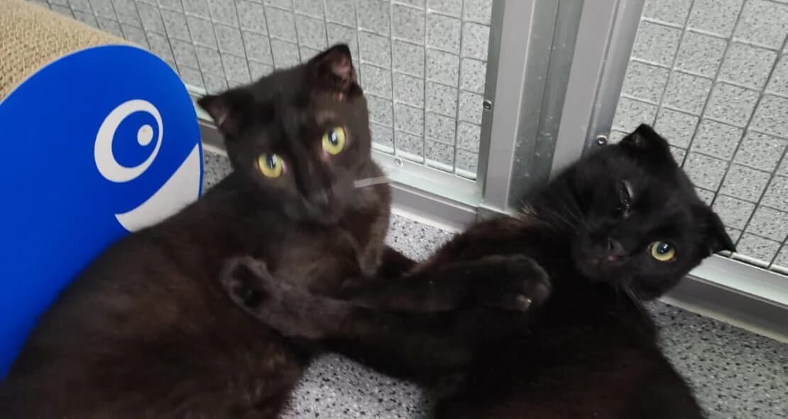 Rick und Morty, male Scottish Fold for adoption at Verein der Katzenfreunde e.V., St. Ingbert