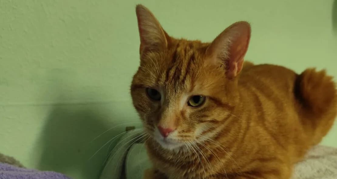 Eminem, male European Shorthair for adoption at Verein der Katzenfreunde e.V., St. Ingbert