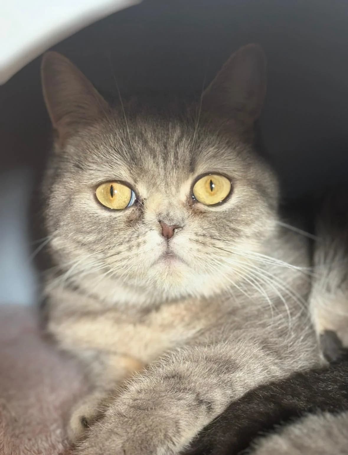 Irmchen, grau female 4yo British Shorthair for adoption at Verein der Katzenfreunde e.V., St. Ingbert