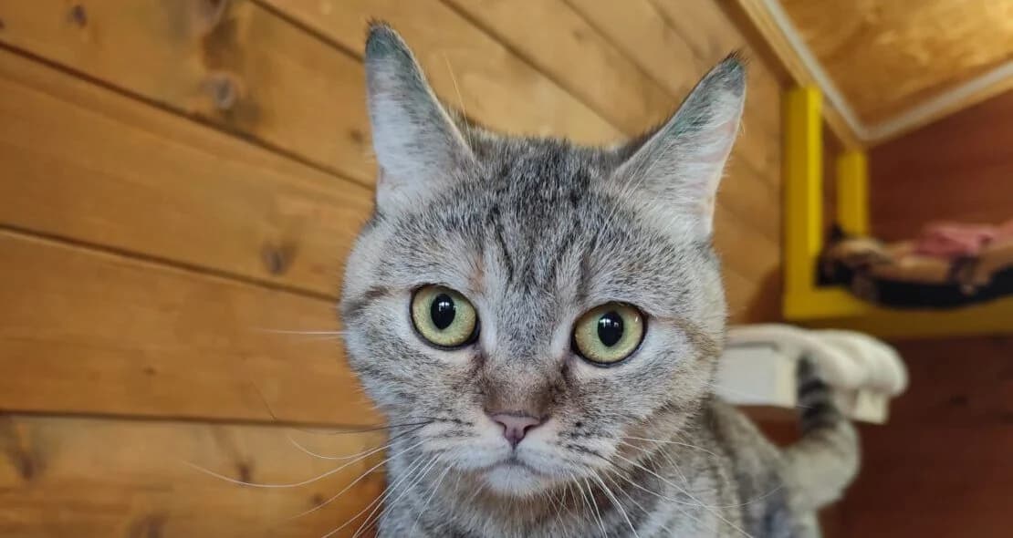 Pfefferminta, female 6yo British Shorthair for adoption at Verein der Katzenfreunde e.V., St. Ingbert