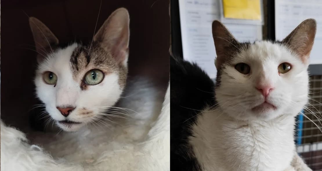 Allie und Irmchen, getigert male senior mixed breed for adoption at Verein der Katzenfreunde e.V., St. Ingbert