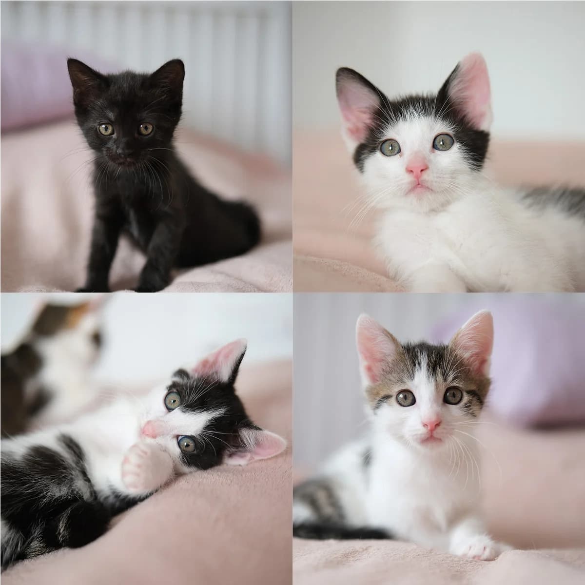 Rasselbande, getigert male puppy European Shorthair for adoption at Verein der Katzenfreunde e.V., St. Ingbert
