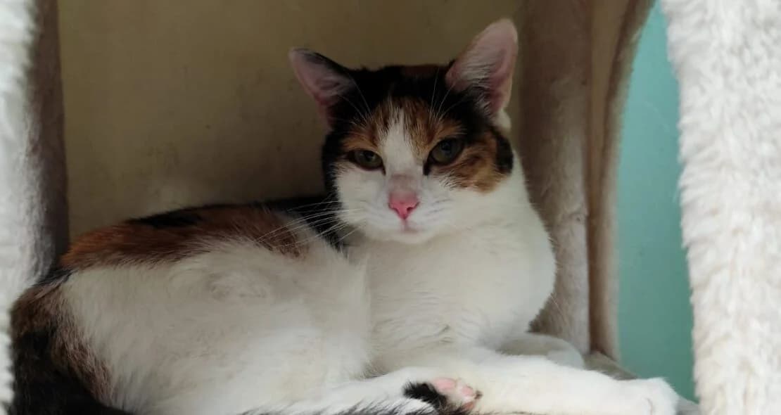 Shakira, tricolor female European Shorthair for adoption at Verein der Katzenfreunde e.V., St. Ingbert