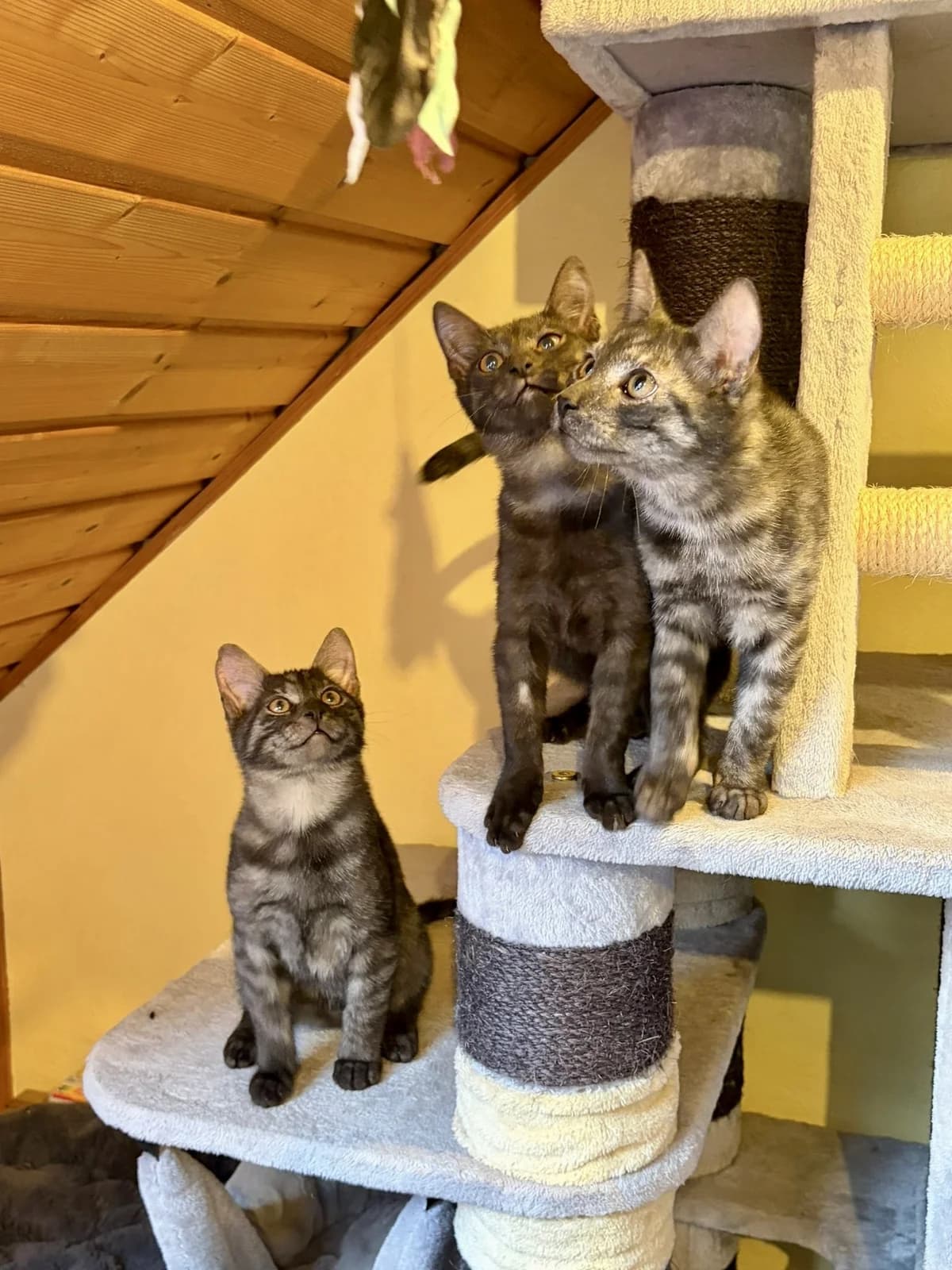 Amon, Bijan, Kiana, young European Shorthair for adoption at Verein Tatzenliebe, Mainz
