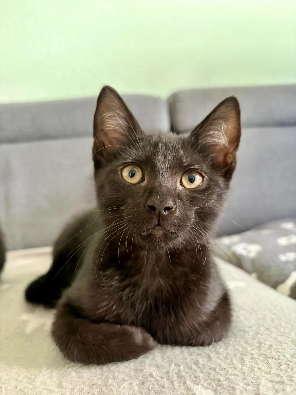 Elvis & Freddie, male puppy European Shorthair for adoption at Verein Tatzenliebe, Mainz