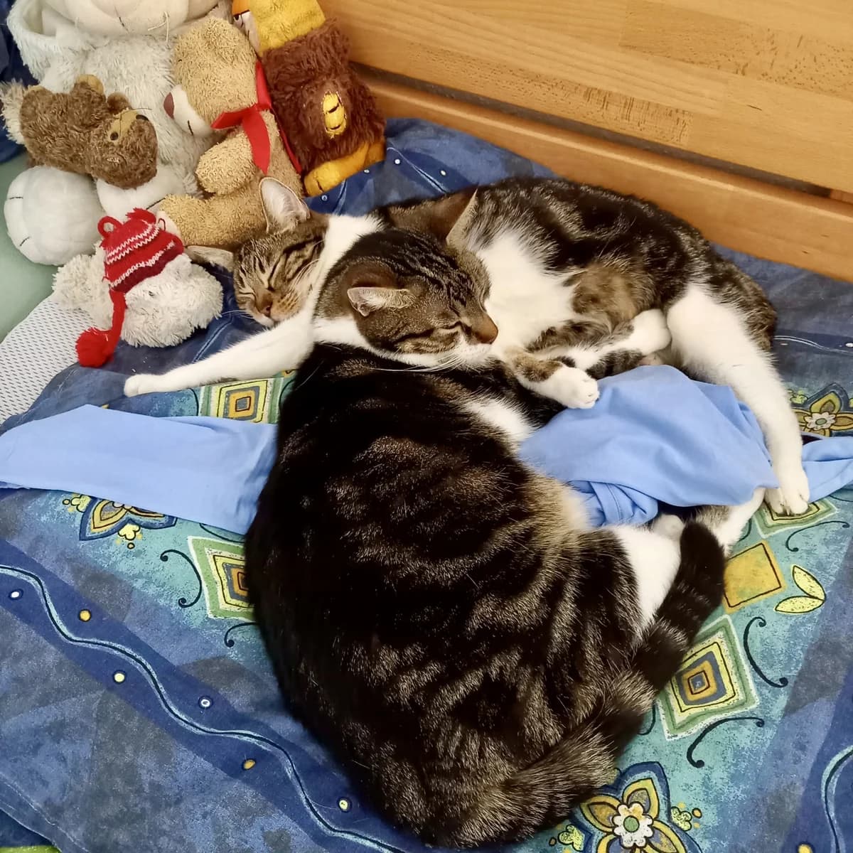 Filou & Filinchen, male 7yo European Shorthair for adoption at Verein Tatzenliebe, Mainz