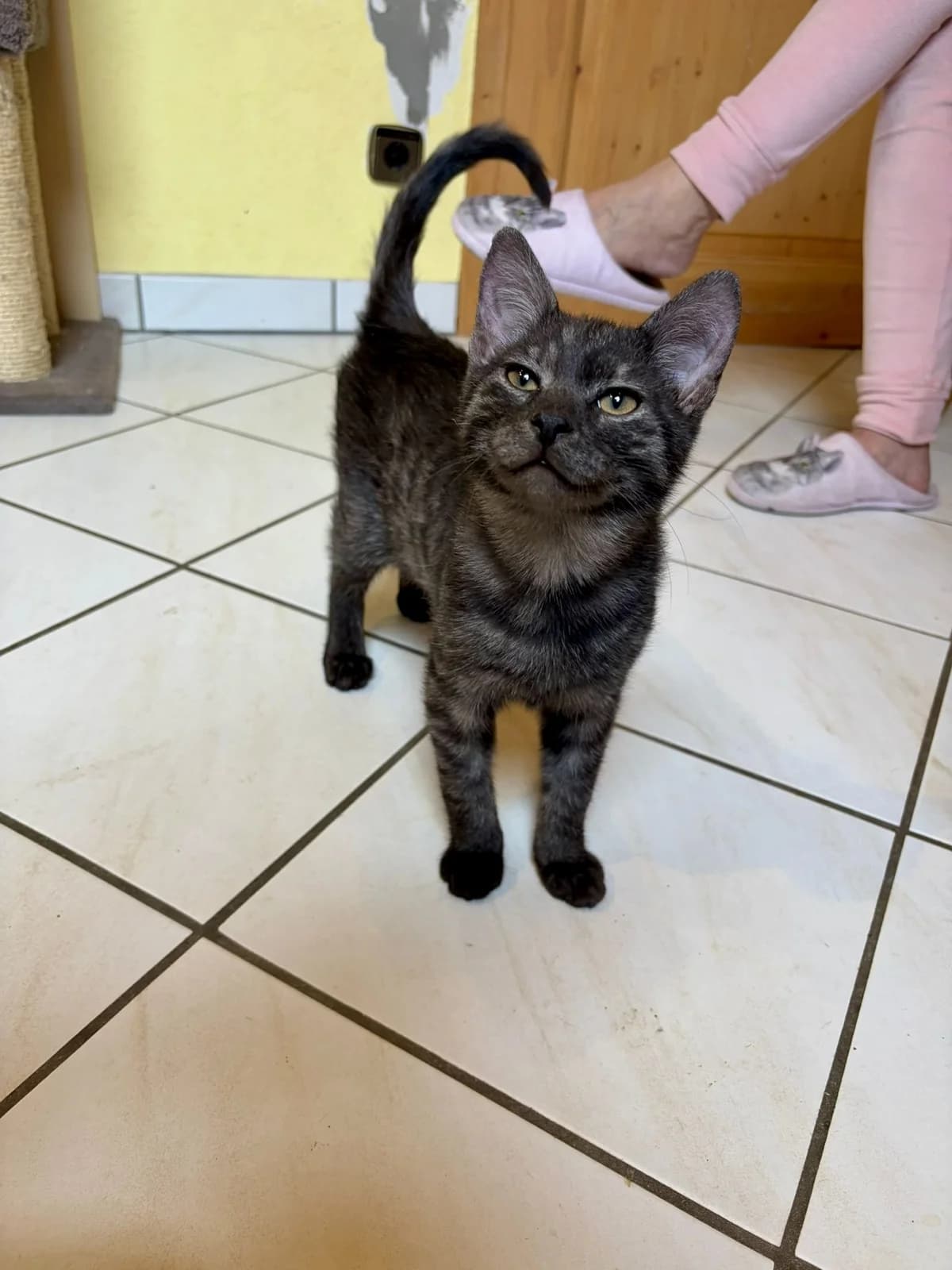 Kiana & Amon, male young European Shorthair for adoption at Verein Tatzenliebe, Mainz