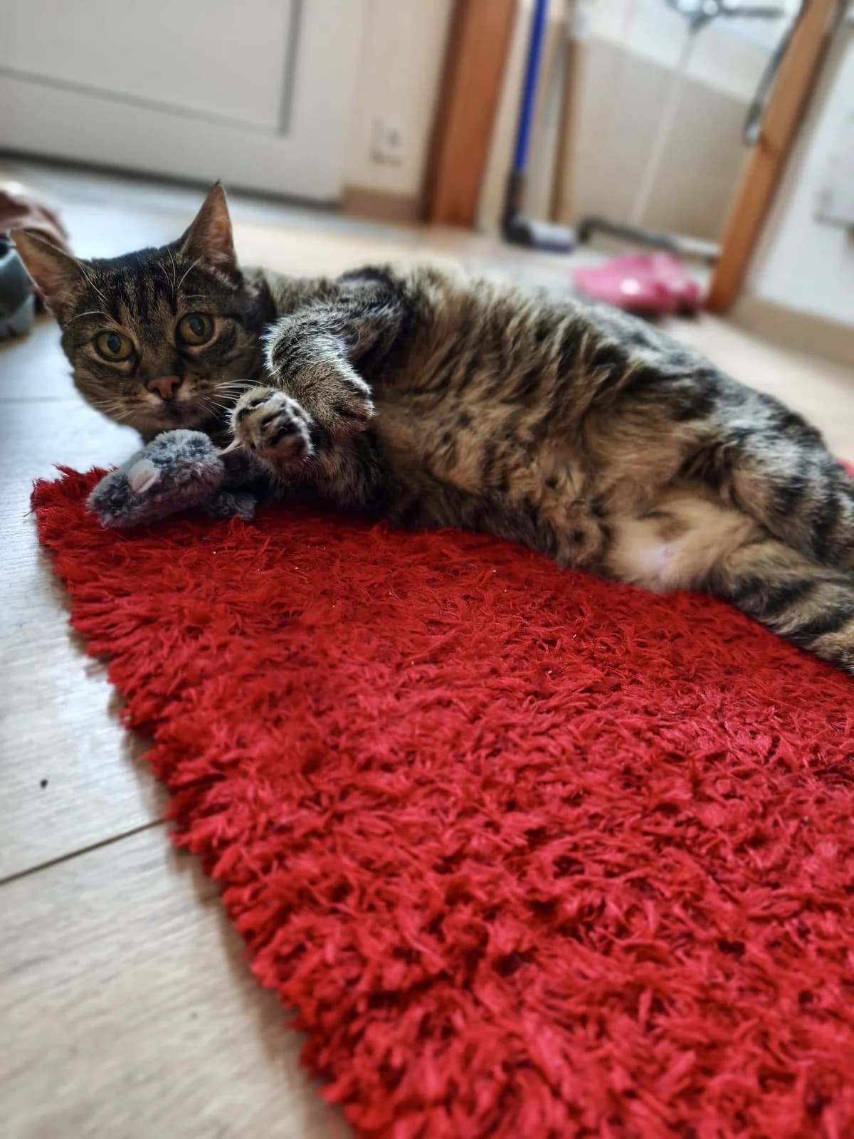 Lissy, senior European Shorthair for adoption at Verein Tatzenliebe, Mainz