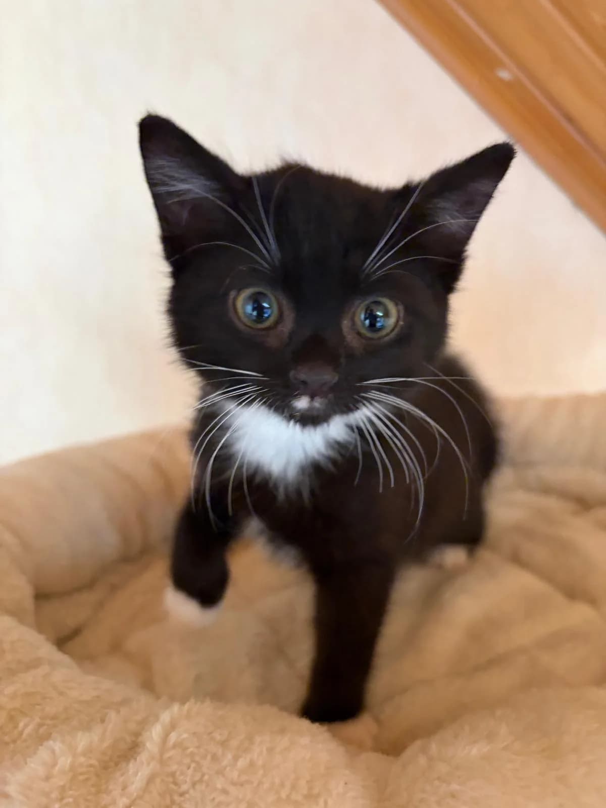 Smilla & Fenja, puppy European Shorthair for adoption at Verein Tatzenliebe, Mainz