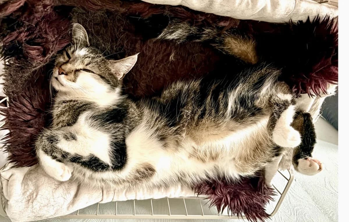 Teddy & Mukki, male 3yo European Shorthair for adoption at Verein Tatzenliebe, Mainz