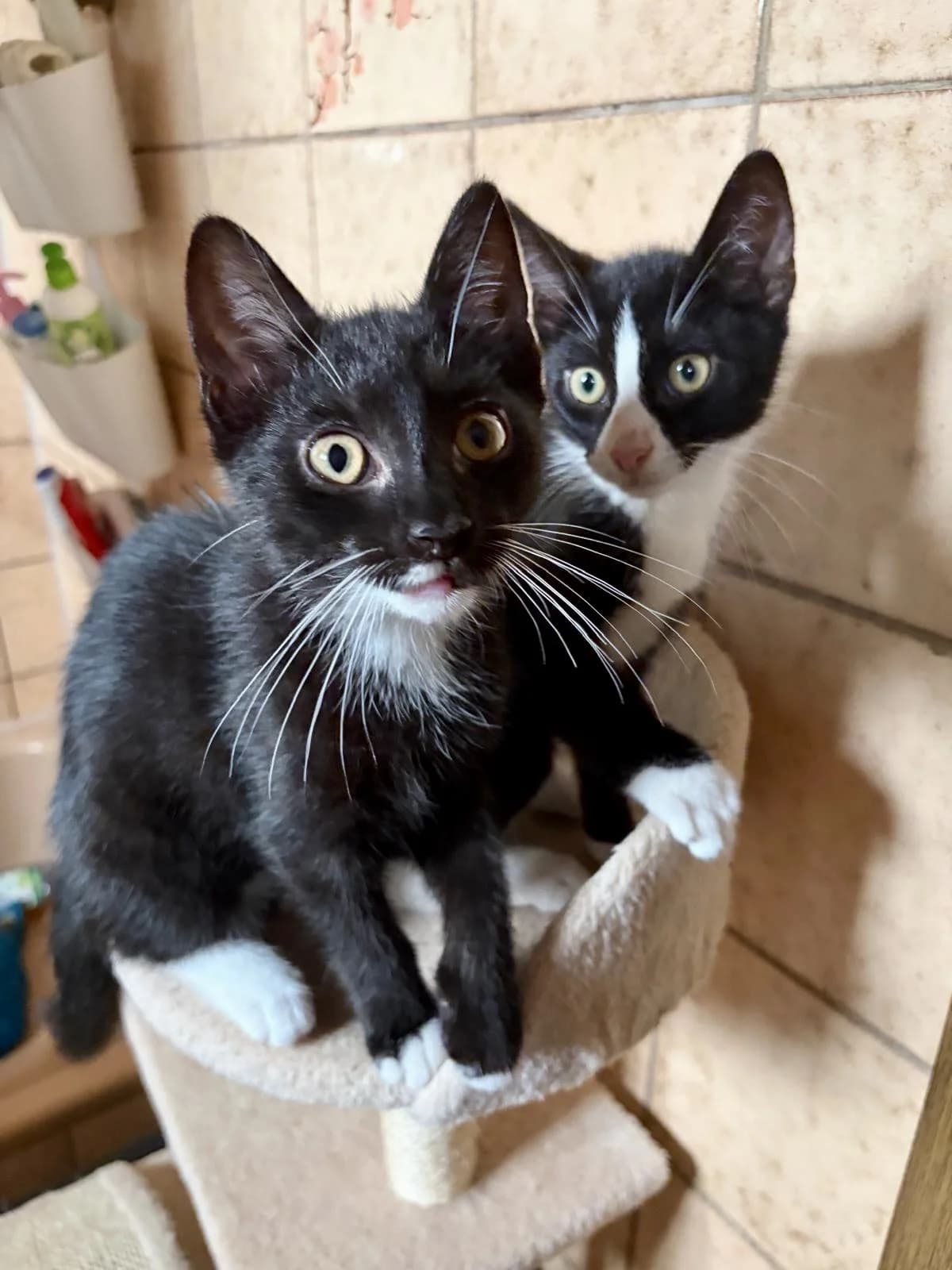 Tomte & Gaia, male puppy European Shorthair for adoption at Verein Tatzenliebe, Mainz