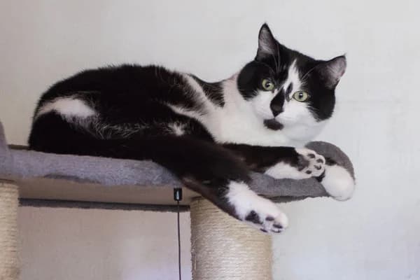 Fips, schwarz Mixed Breed for adoption at Vereinigung für Katzenschutz Nürnberg-Fürth e.V.