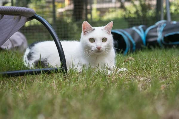 Maxi, weiß Mixed Breed for adoption at Vereinigung für Katzenschutz Nürnberg-Fürth e.V.
